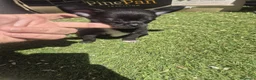 Chihuahua perros en venta: Chihuahua  - Anuncio 1