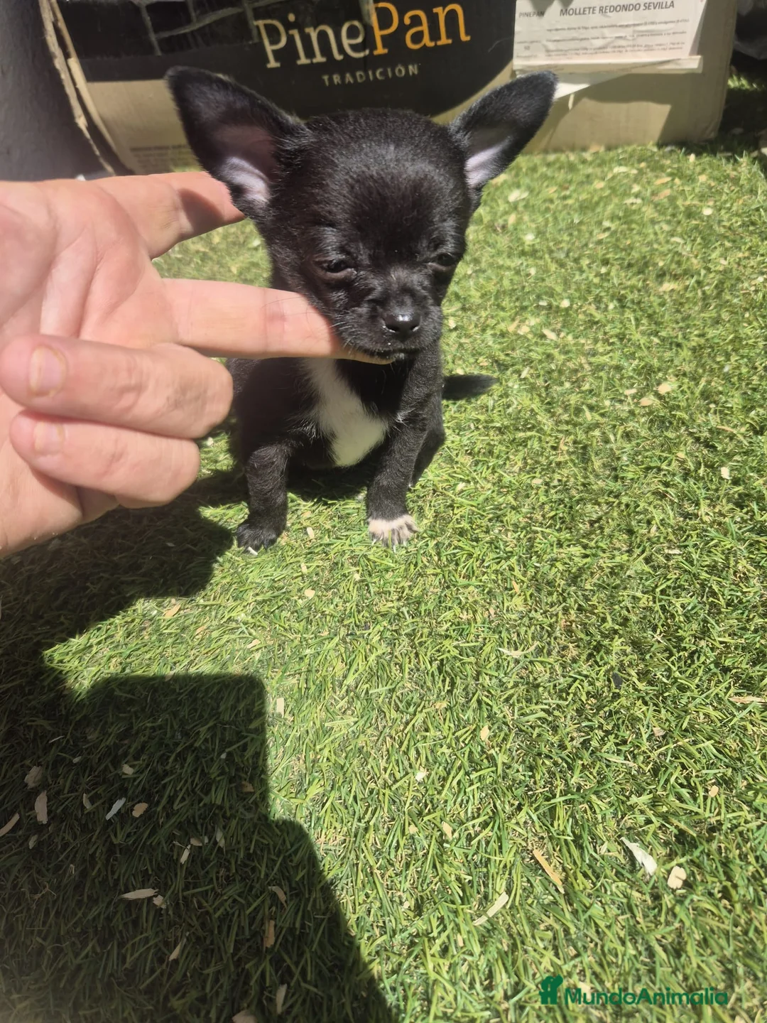 Chihuahua perros en venta: Chihuahua  - Anuncio 1