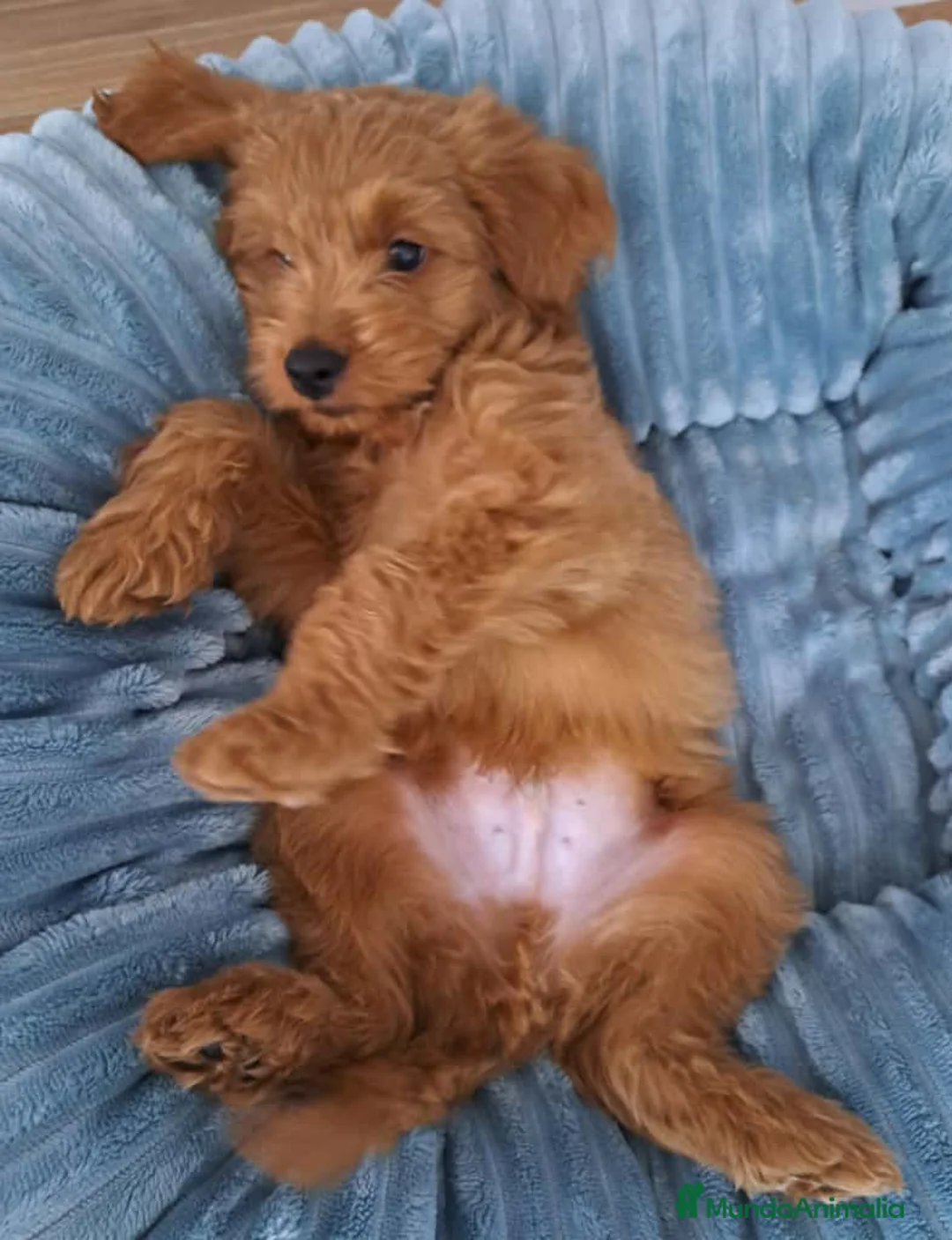 Goldendoodle perros en venta: GOLDENDOODLE - Anuncio 1