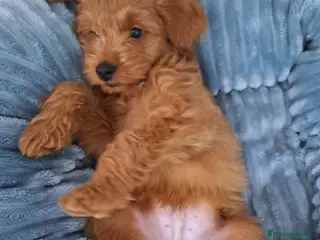 Goldendoodle perros GOLDENDOODLE - Anuncio 1