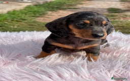 Teckel Miniatura perros en venta: Teckel Arlequín  - Imagen 3