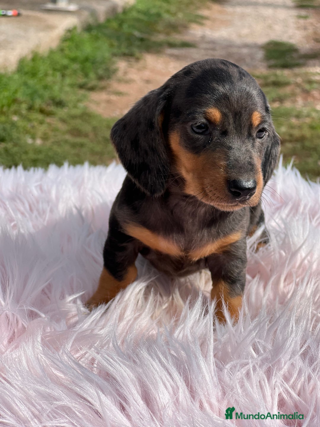 Teckel Miniatura perros en venta: Teckel Arlequín  - Imagen 3