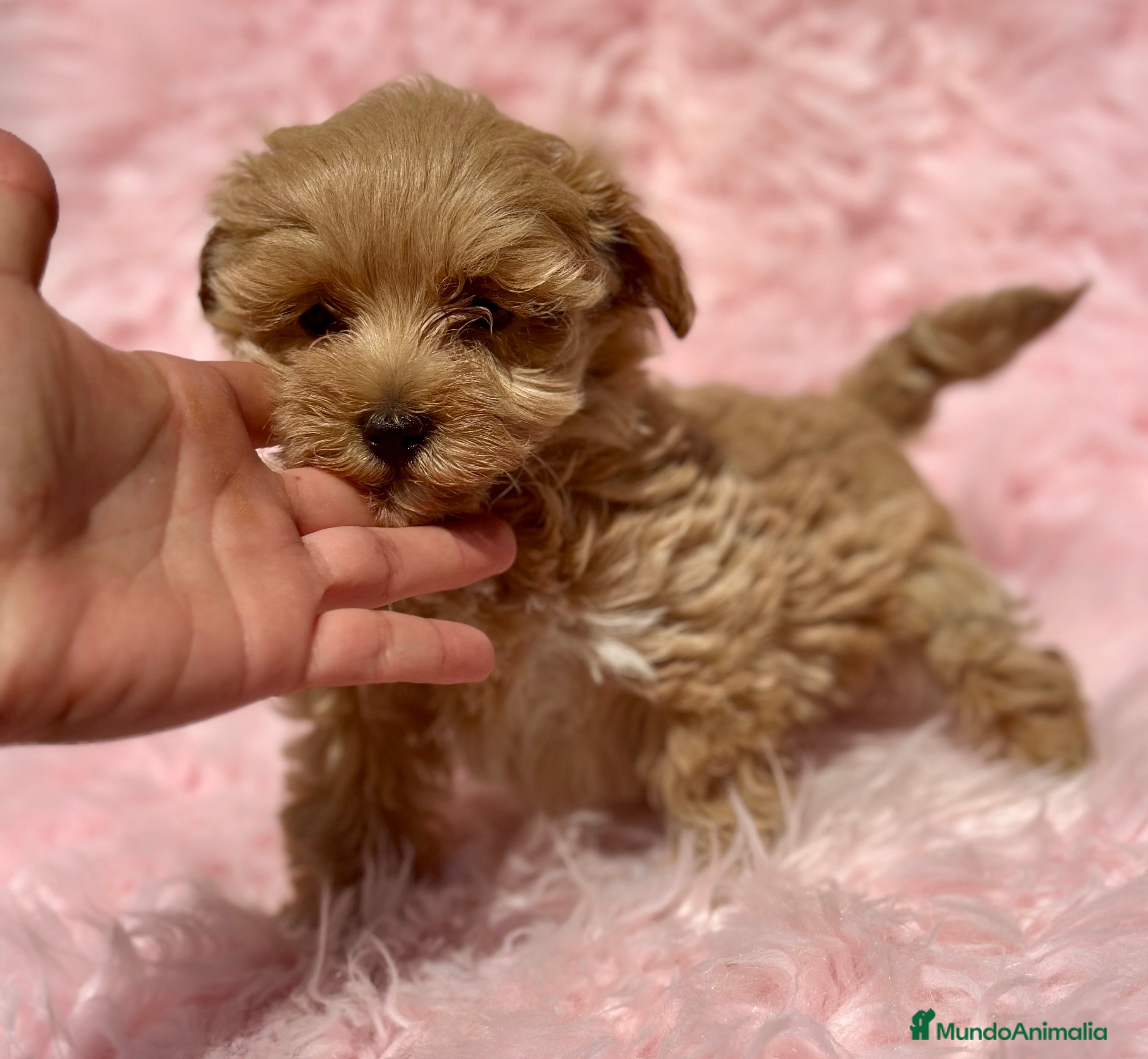 Maltipoo perros MALTIPOO MINI TOY DISPONIBLE - Anuncio 11