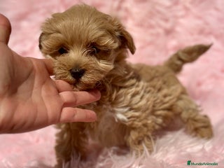Maltipoo perros - Anuncio 8