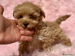 Maltipoo perros MALTIPOO MINI TOY DISPONIBLE - Anuncio 13
