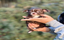 Chihuahua perros en venta: Chihuahua chocolate toy  en Barcelona - Imagen 2