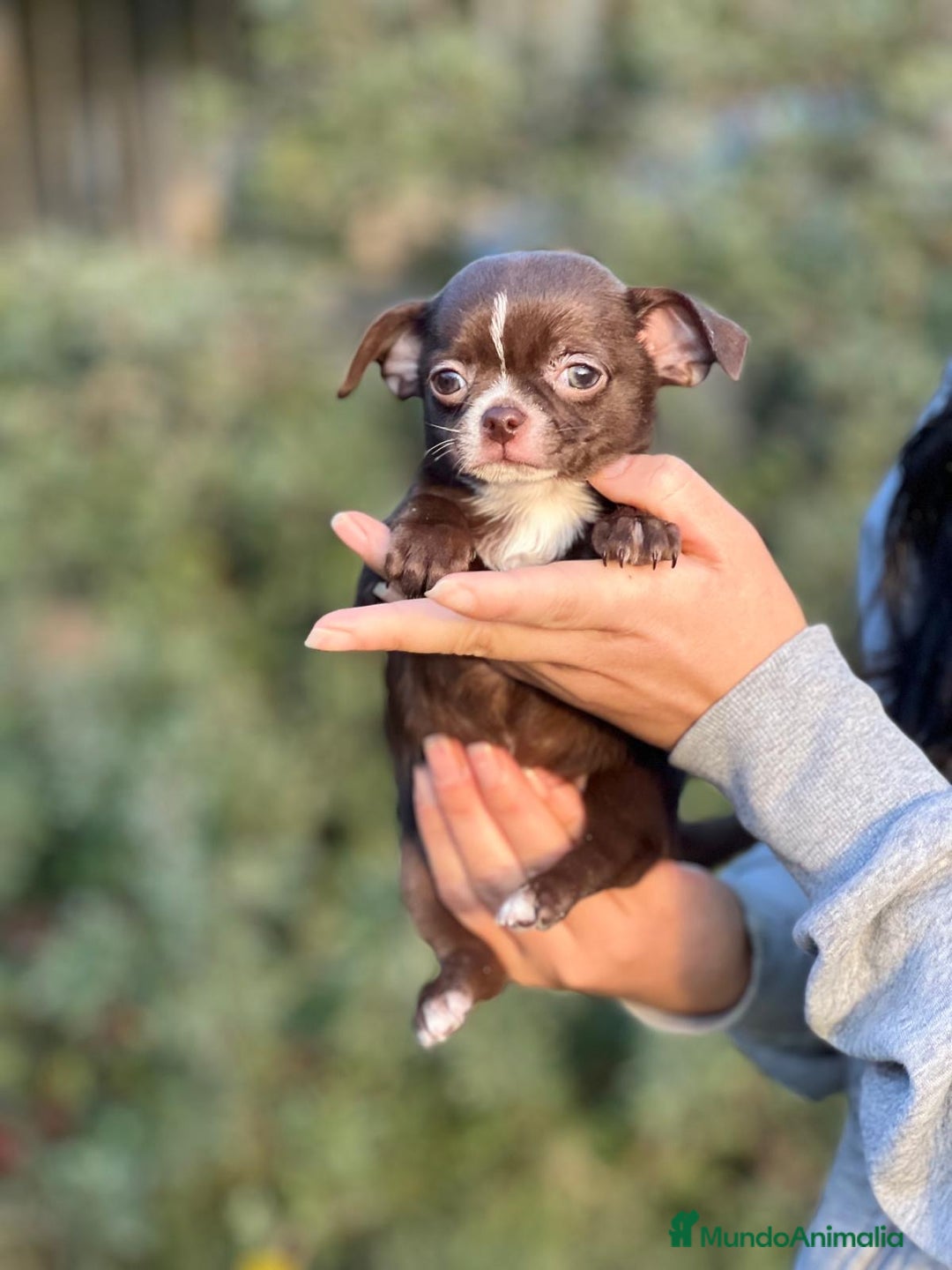Chihuahua perros en venta: Chihuahua chocolate toy  en Barcelona - Imagen 2