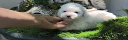 Caniche Toy perros en venta: Caniche toy - Anuncio 6