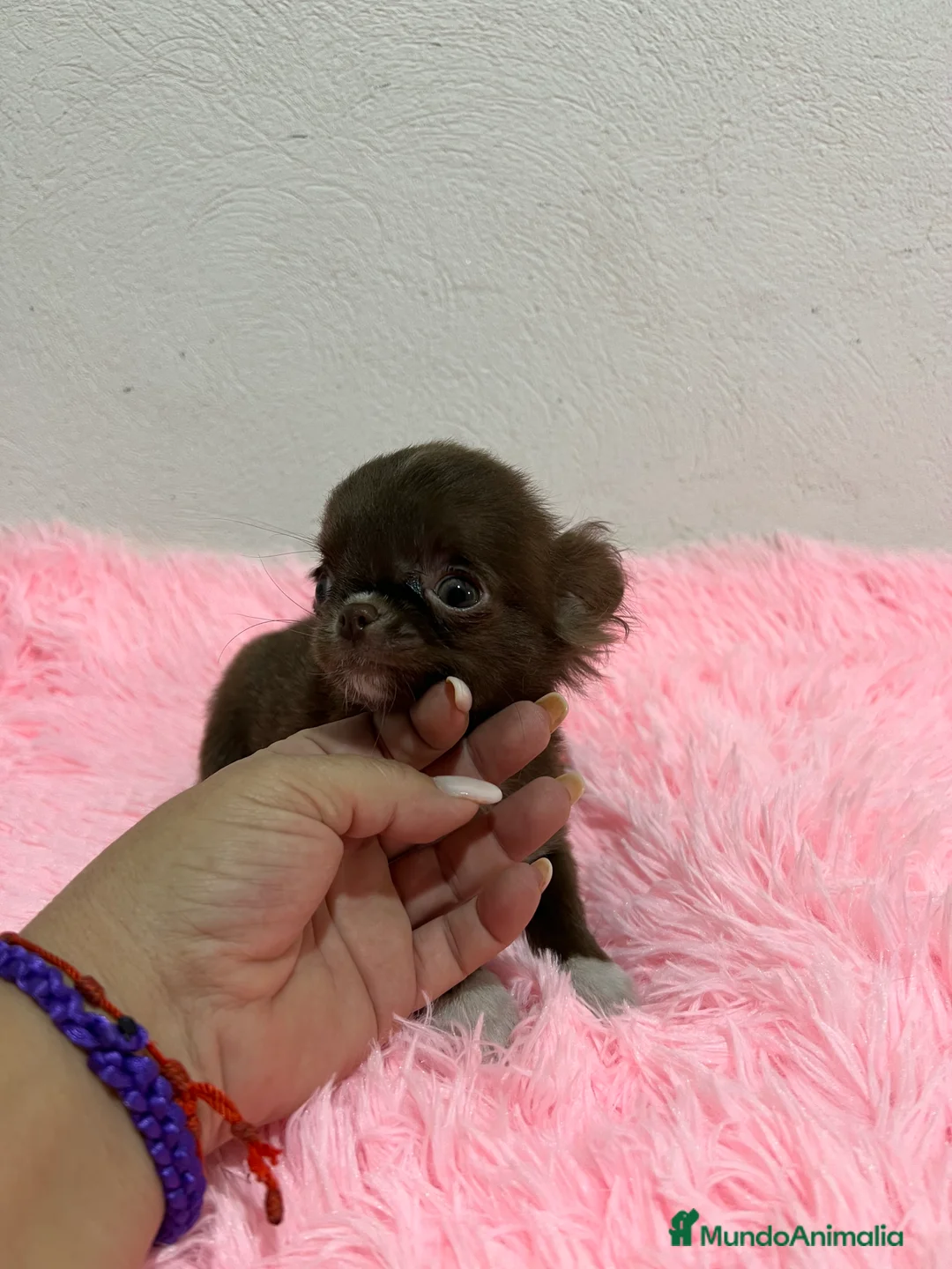 Imagen de galería {{count}}