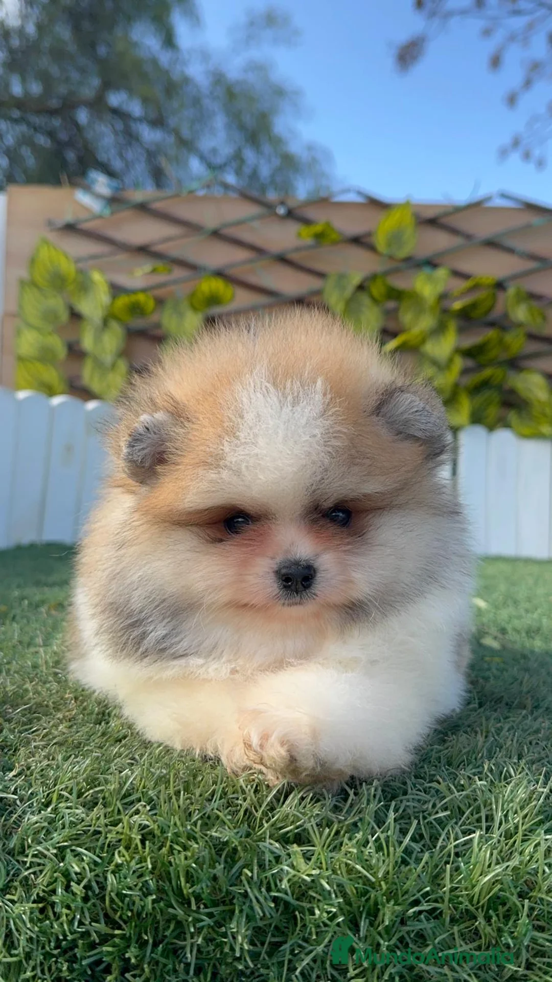 Pomerania perros en venta: POMERANIA - Anuncio 5
