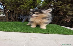 Pomsky perros en venta: Pomsky  f4  - Imagen 2
