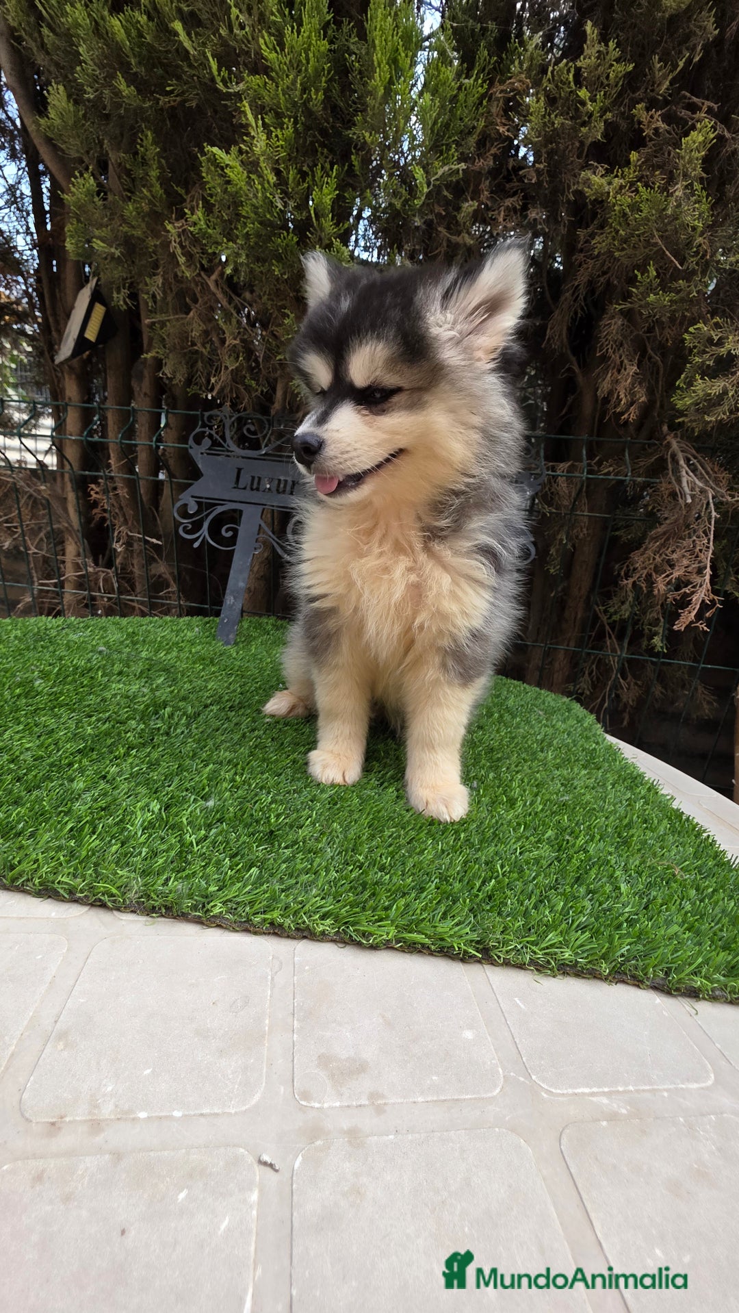 Pomsky perros en venta: Pomsky  f4  - Imagen 2
