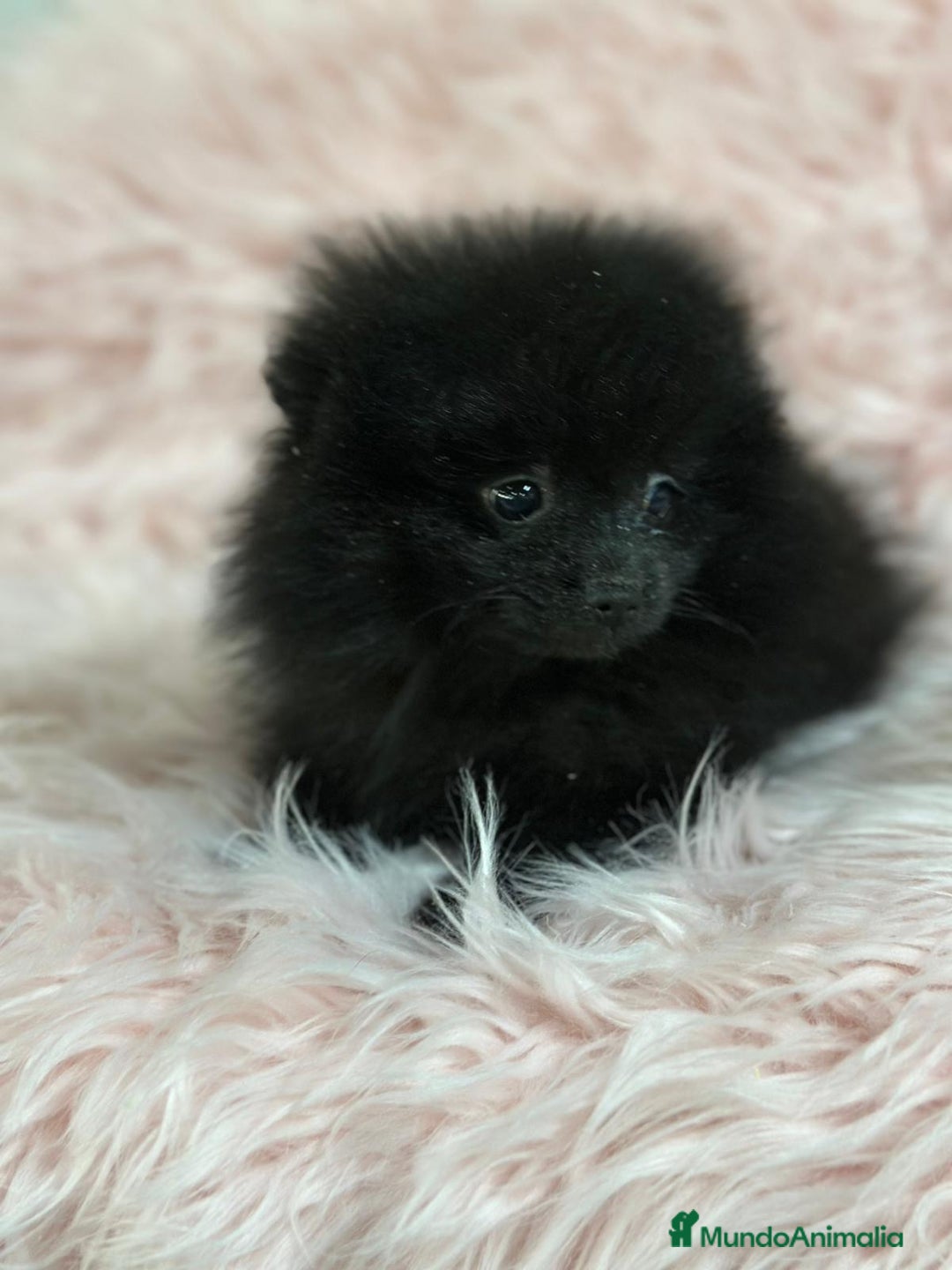 Pomerania perros en venta: ÚLTIMA POMERANIA HEMBRA DISPONIBLE - Anuncio 4