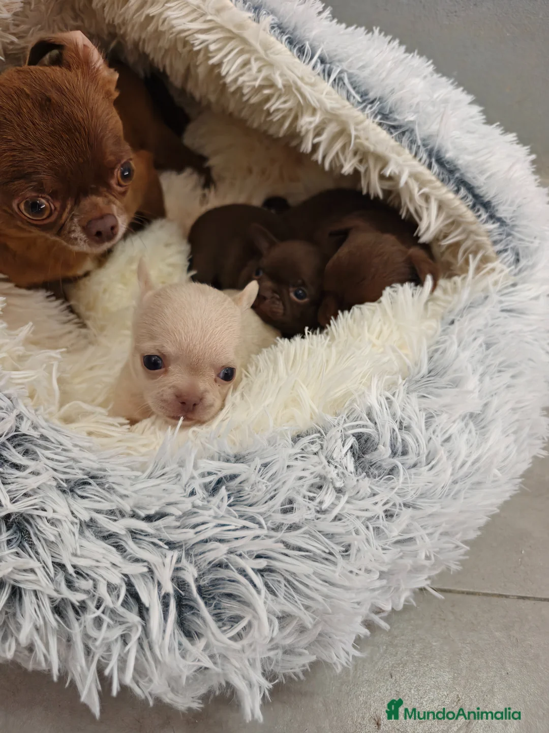 Chihuahua perros en venta: Chihuahua hembras Toy pelo largo y corto - Anuncio 1