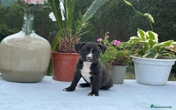 American Pit Bull Terrier perros en venta: Cachorritas de pittbull - Imagen 1
