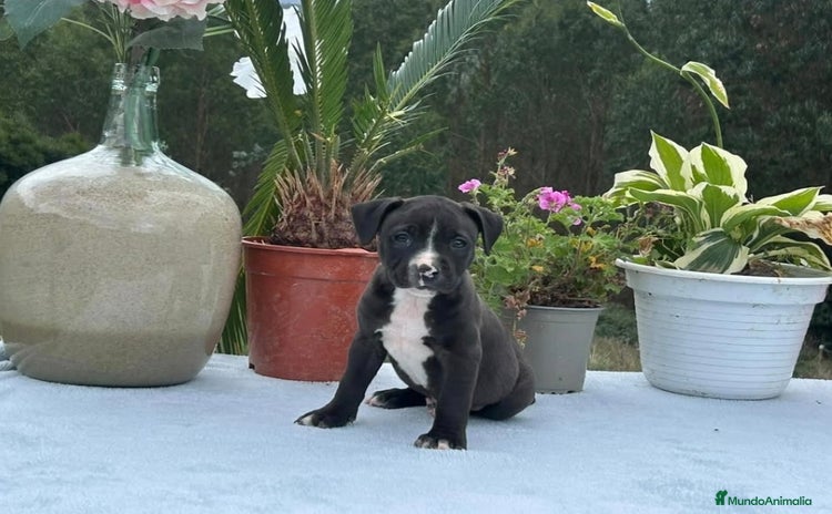 American Pit Bull Terrier perros - Anuncio 10