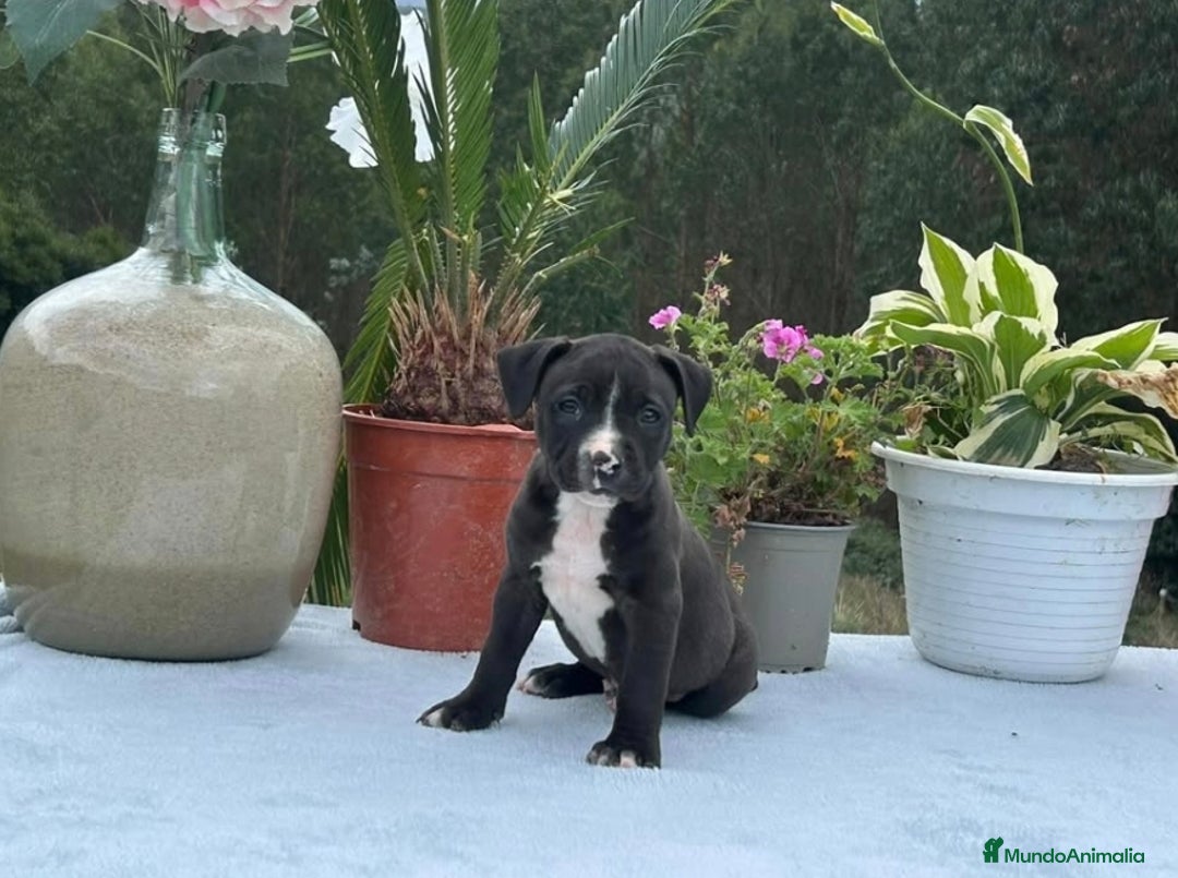American Pit Bull Terrier perros en venta: Cachorritas de pittbull - Imagen 1