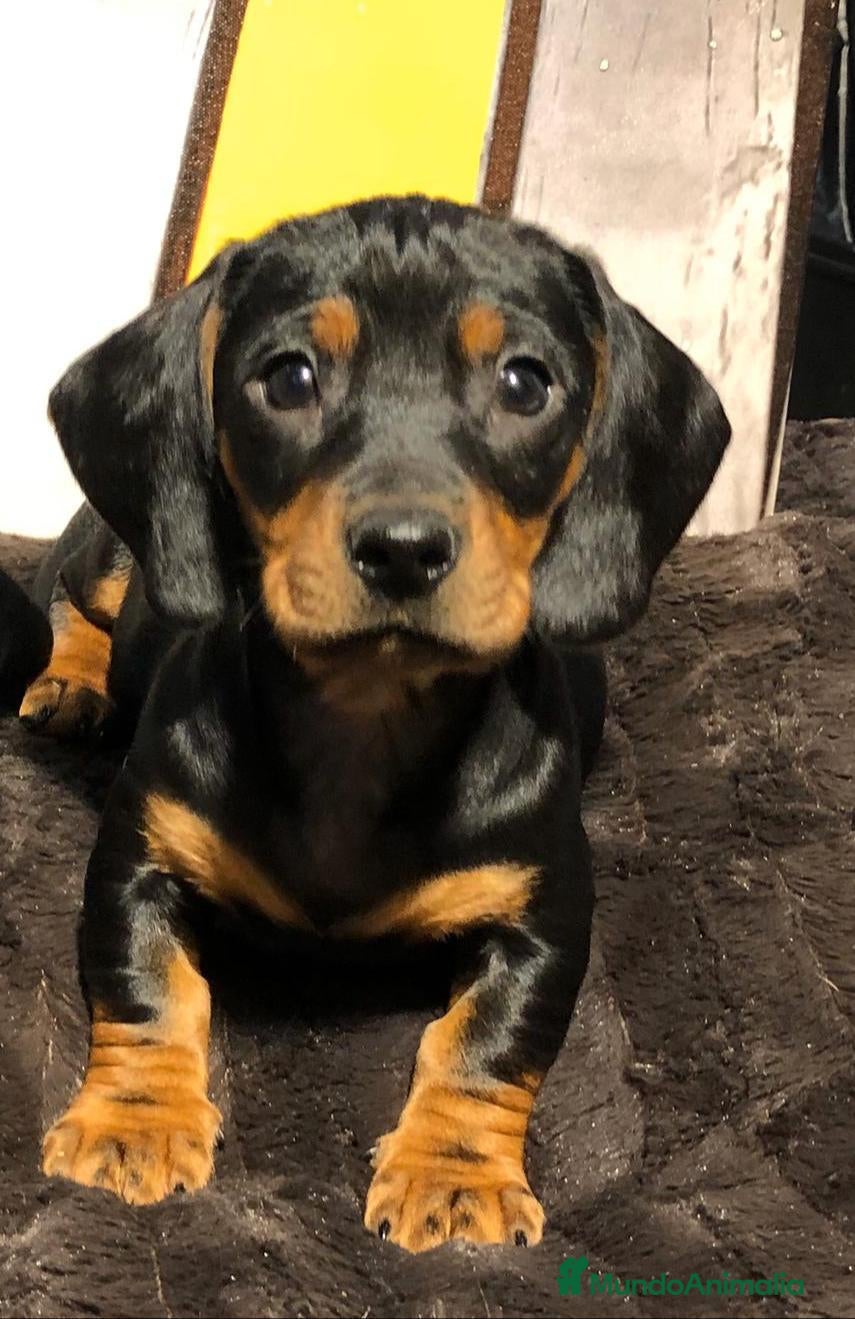 Teckel perros Teckel mini  - Anuncio 2