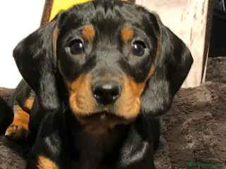 Teckel perros Teckel mini - Anuncio 2