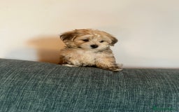 Raza Mixta perros en venta: CACHORROS DE YORKIE POO - Imagen 2