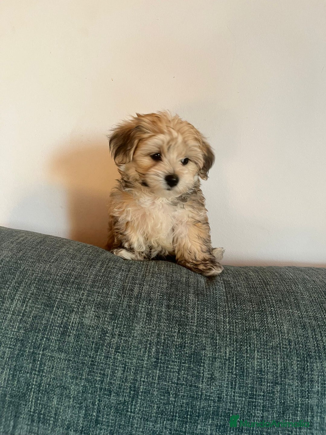 Raza Mixta perros en venta: CACHORROS DE YORKIE POO - Imagen 2