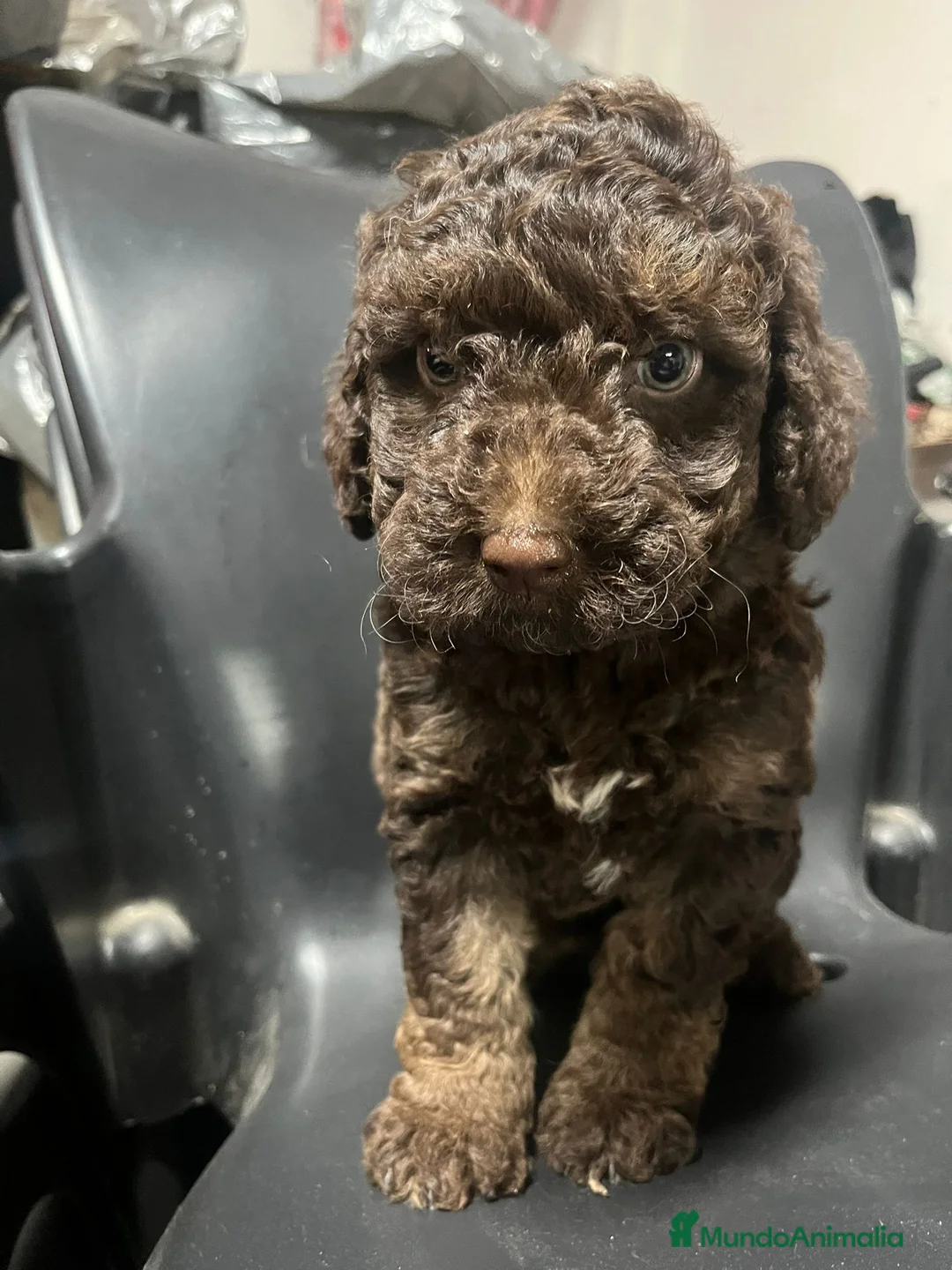 Perro de Agua Español perros en venta: Perro de agua Español - Anuncio 2