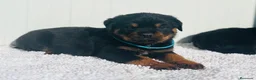Rottweiler perros en venta:  Rottweiler  en Sevilla - Anuncio 18