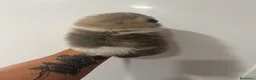 Pomerania perros en venta: Cachorros de pomerania  - Anuncio 7