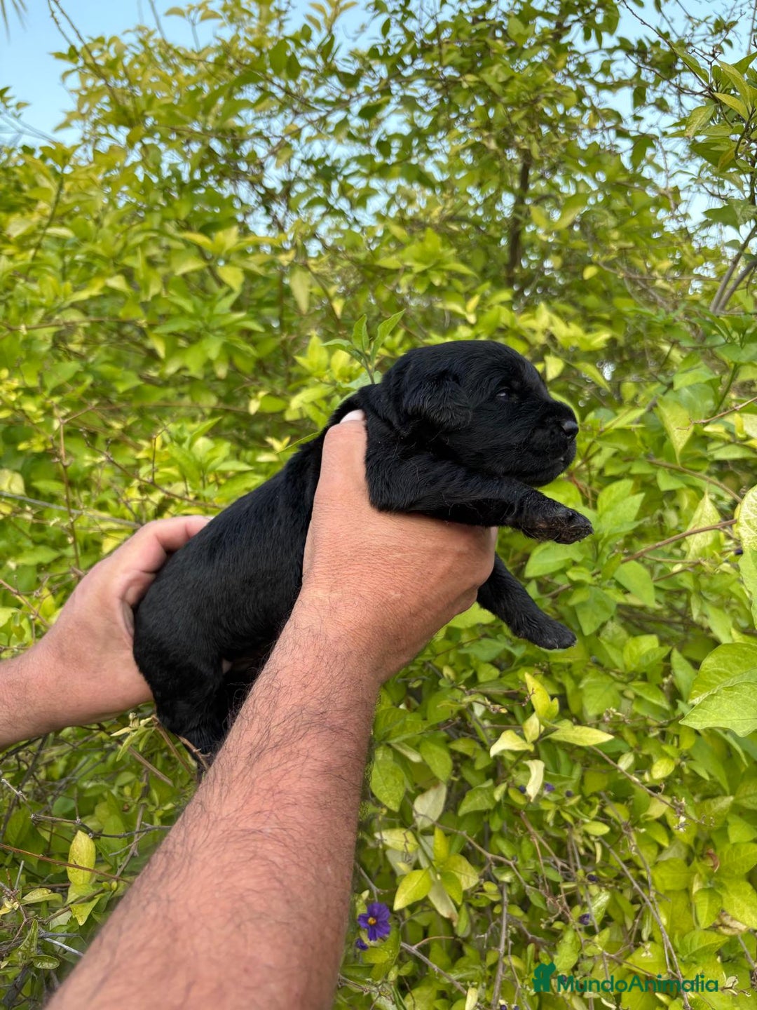 Labrador Retriever perros en venta: Labrador - Imagen 5
