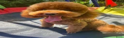 Caniche Toy perros en venta: Caniche toy  - Anuncio 2