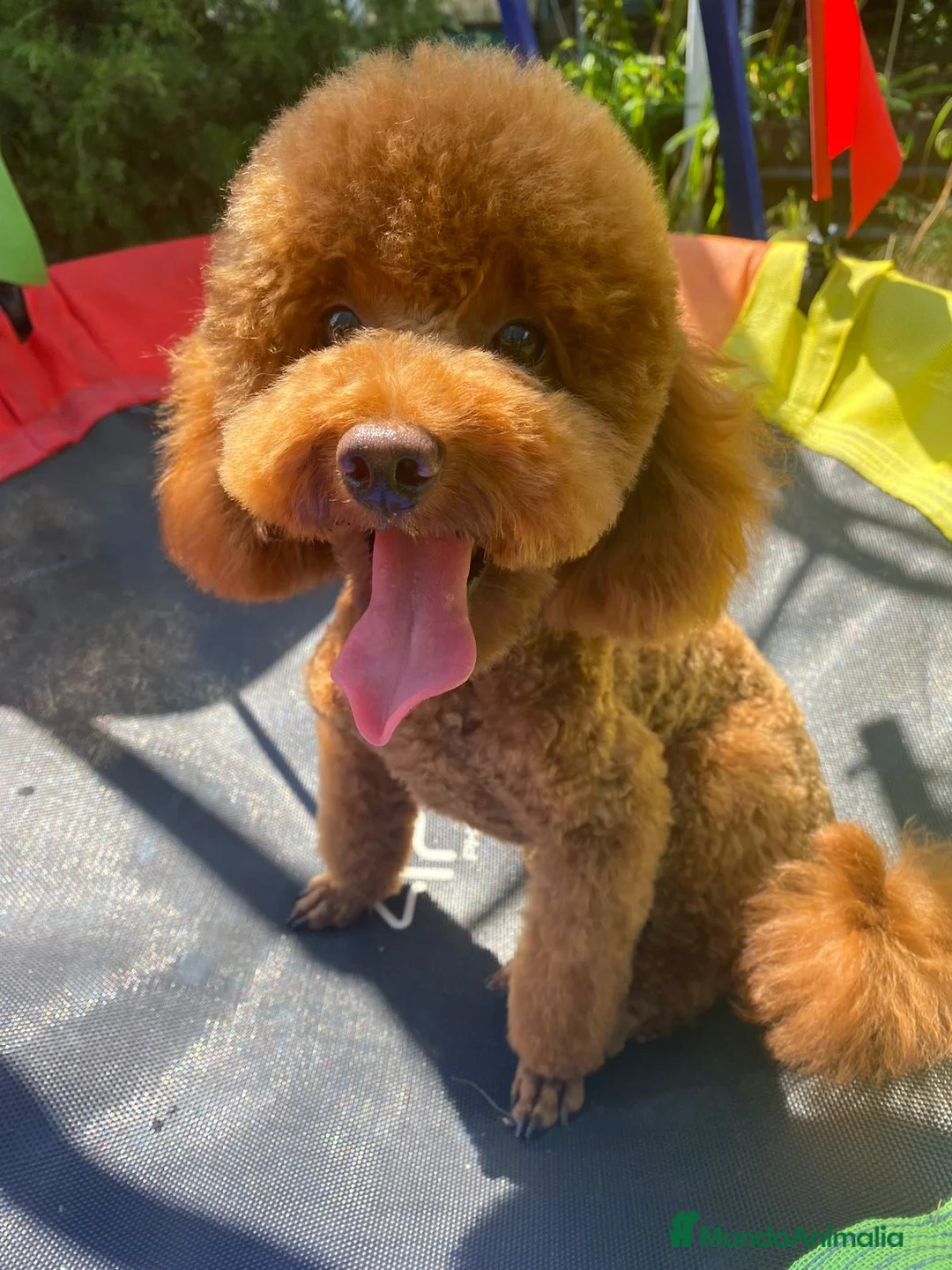 Caniche Toy perros en venta: Caniche toy  - Anuncio 2