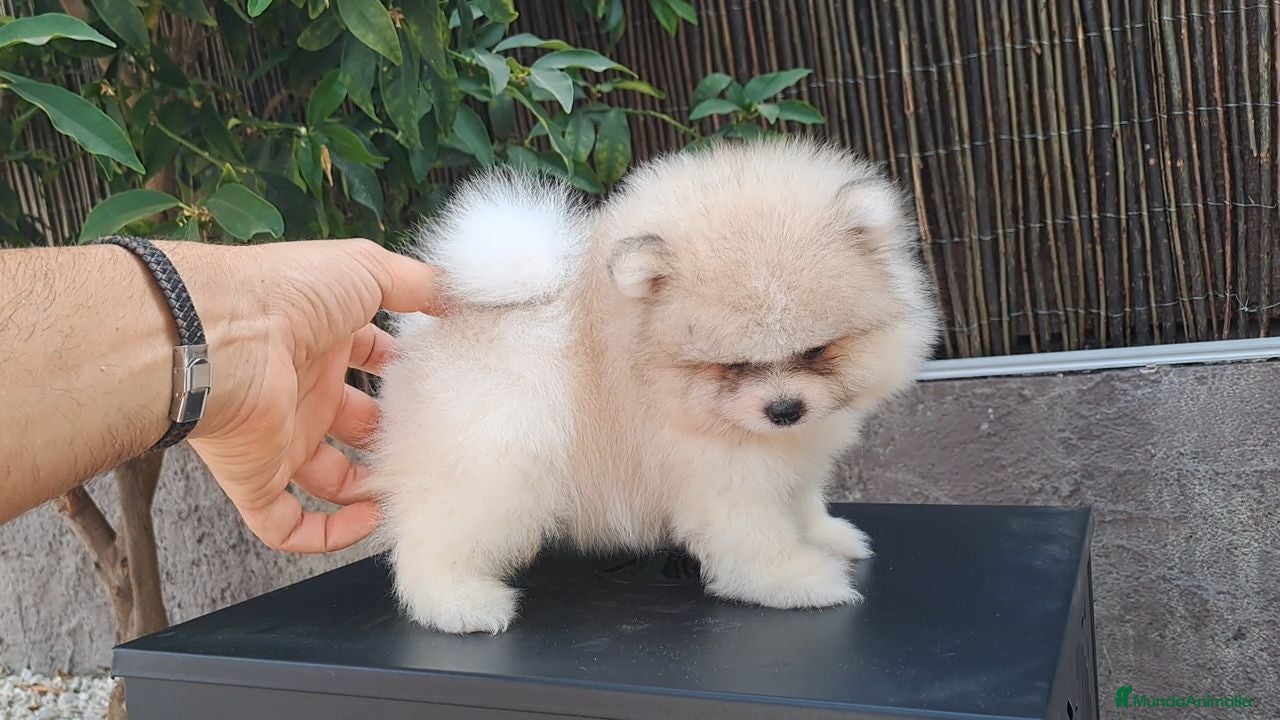Pomerania perros Pomerania cara de Oso - Anuncio 7