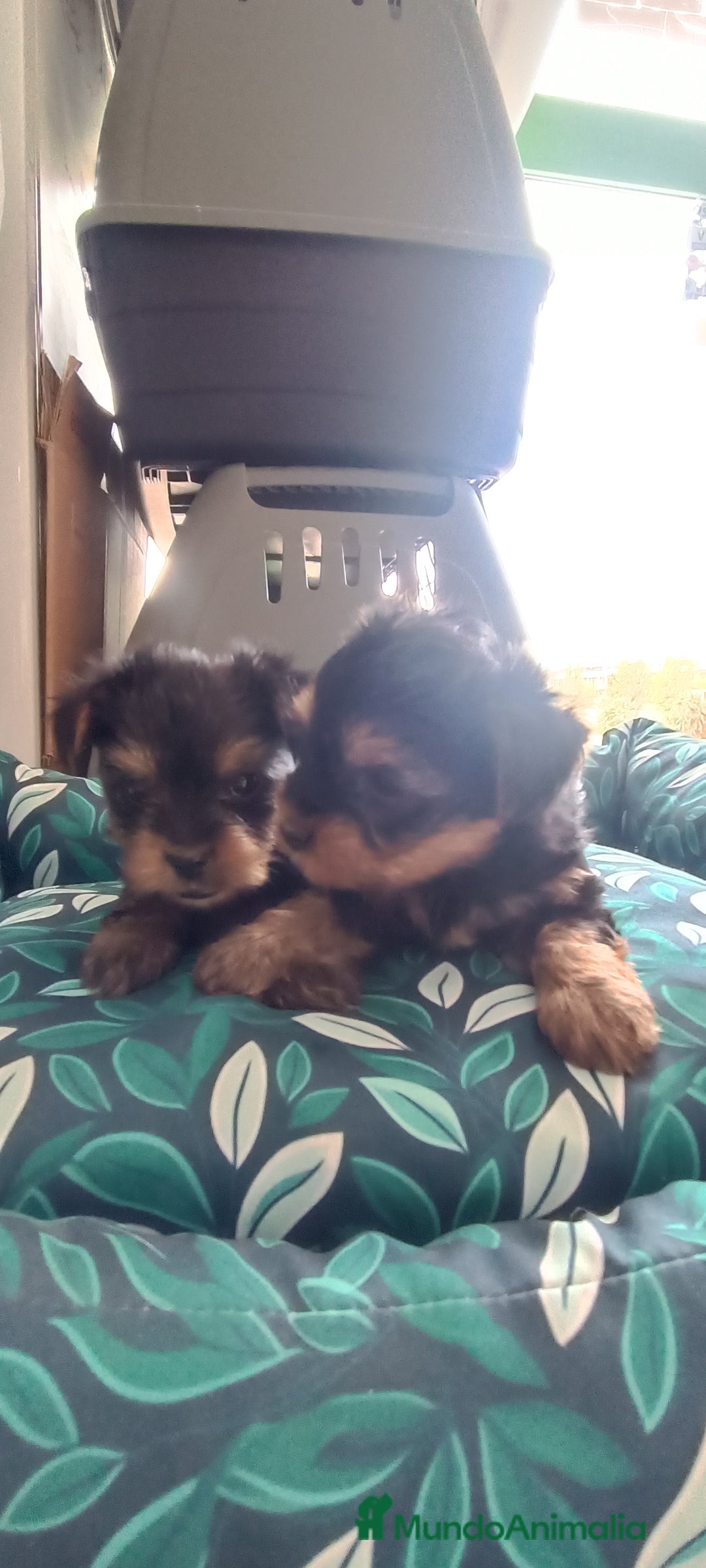 Yorkshire Terrier perros en venta: CACHORROS YORKSHIRE  - Anuncio 5