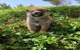 Shiba Inu perros en venta: SHIBA INU - Imagen 5