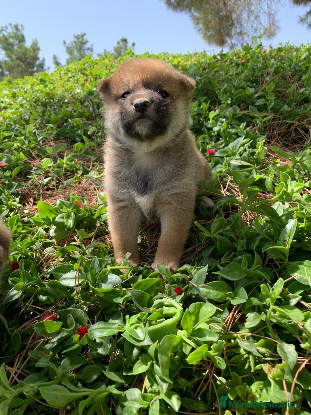 Shiba Inu perros en venta: SHIBA INU - Imagen 5