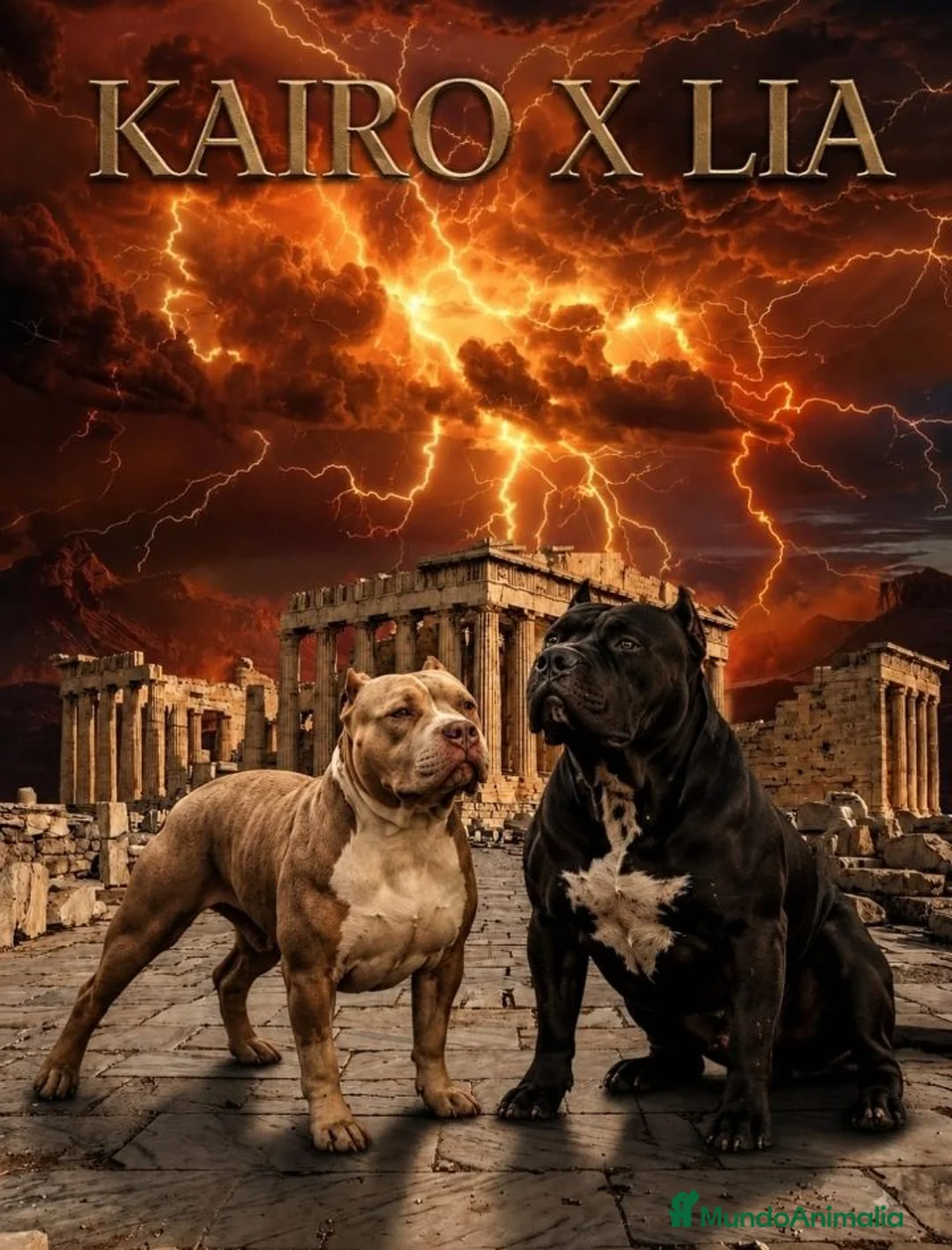 American Bully perros en venta: American bully XL - Anuncio 2
