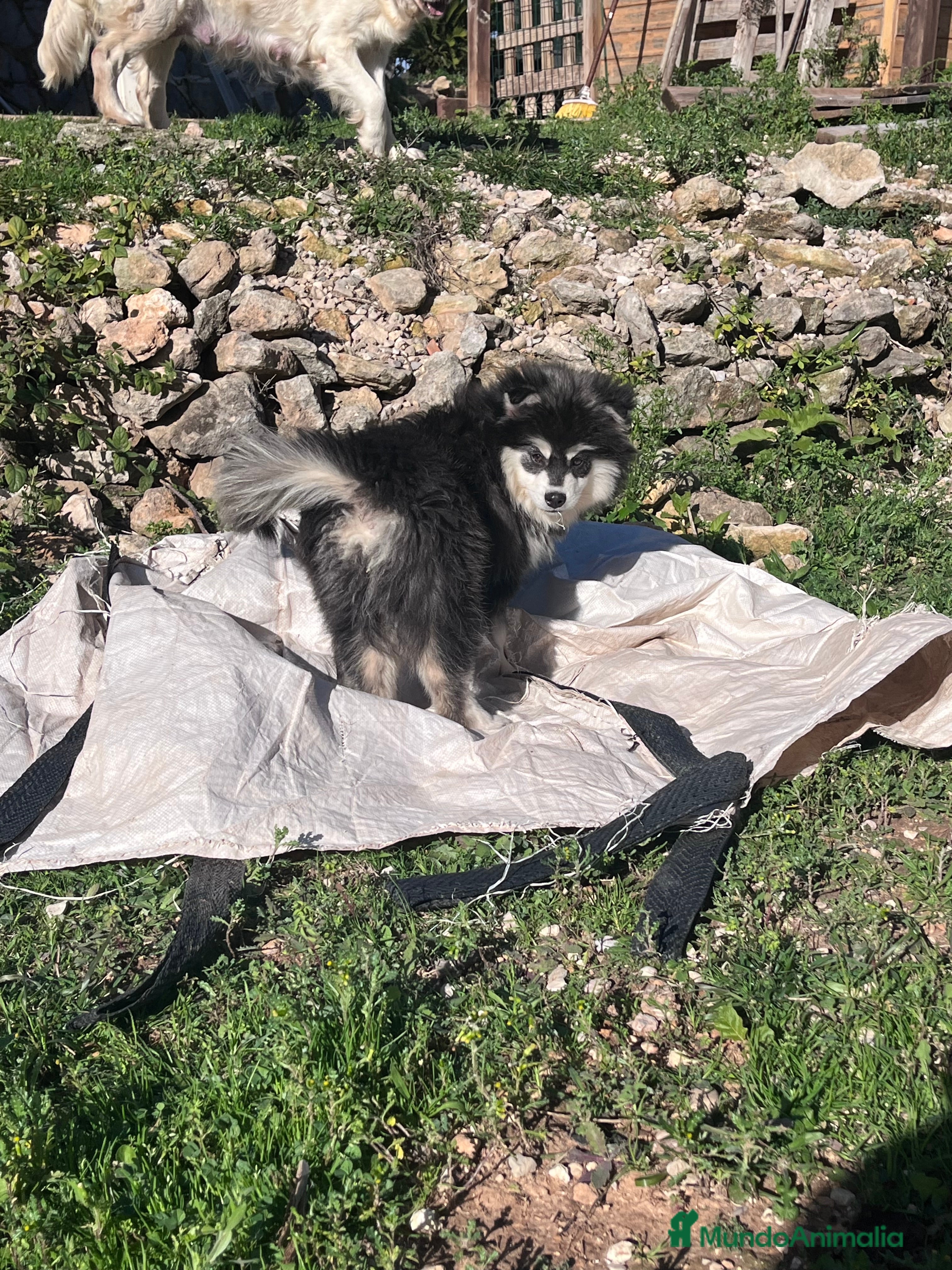 Pomsky perros Pomsky multigeneracional  - Anuncio 1