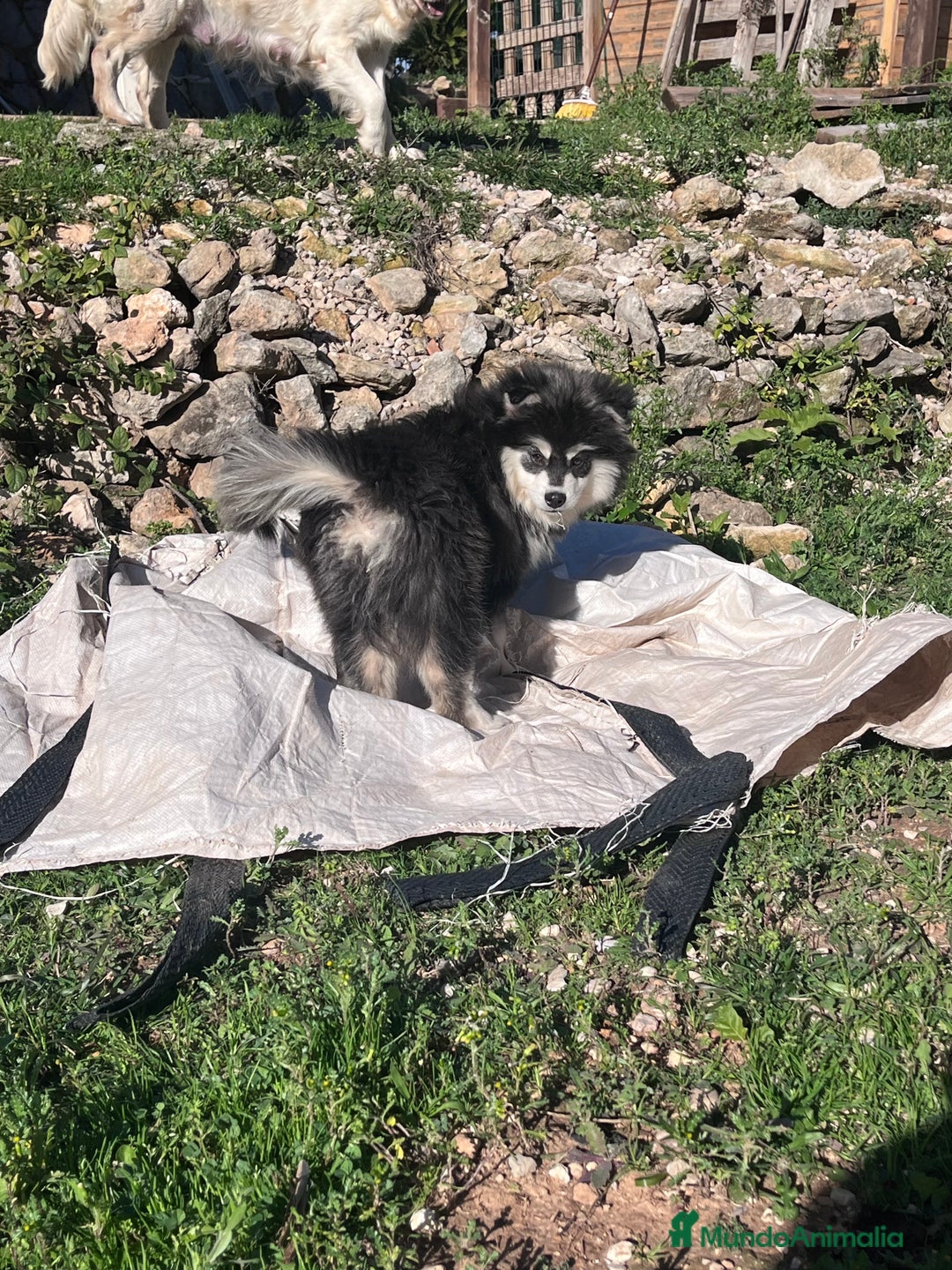 Pomsky perros en venta: Pomsky multigeneracional  - Anuncio 1