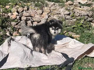 Pomsky perros Pomsky multigeneracional - Anuncio 10