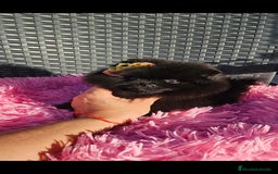 Pomerania perros en venta: Preciosa hembrita negra - Imagen 5