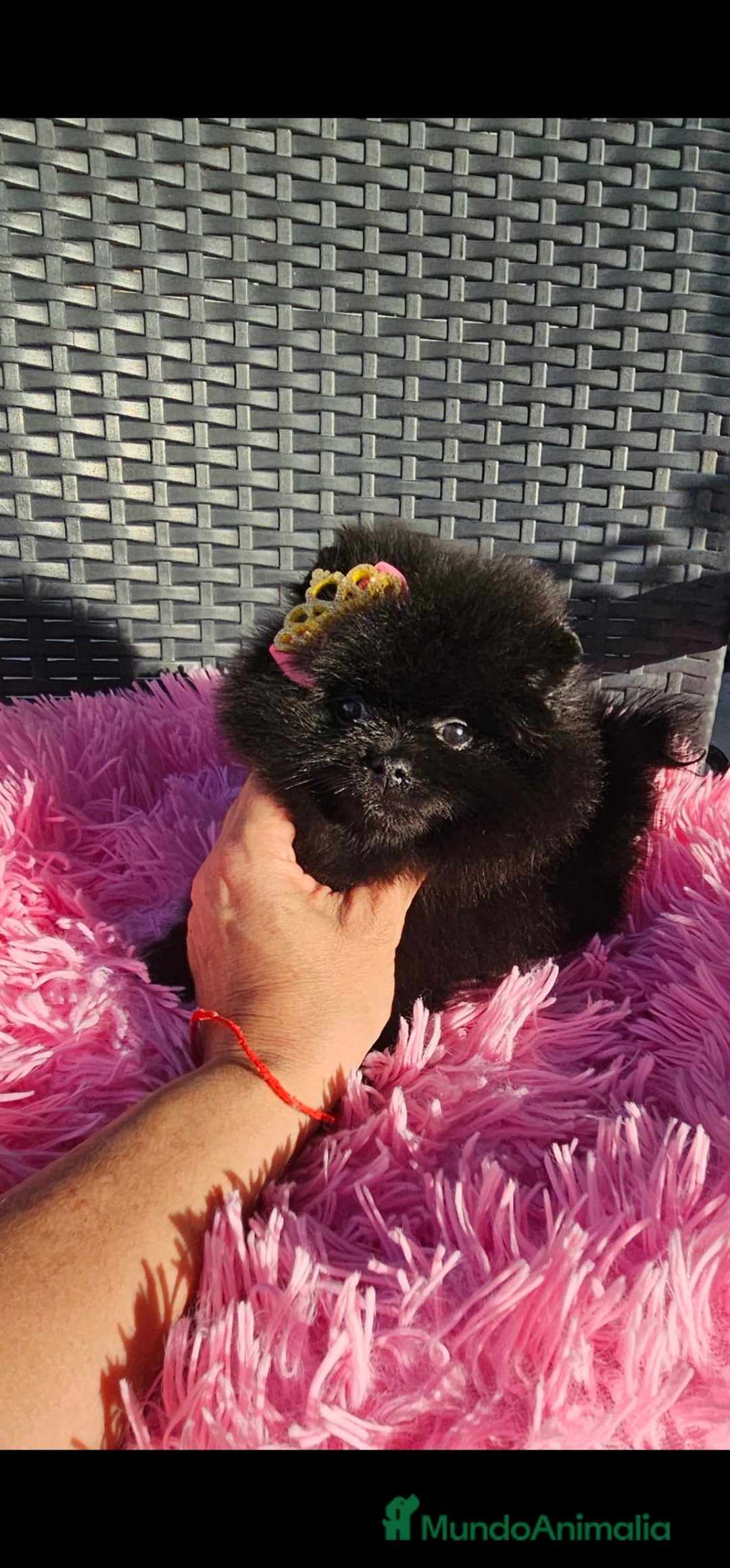 Pomerania perros en venta: Preciosa hembrita negra - Imagen 5