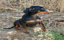 Pinscher Alemán perros en venta: PINSCHER ALEMÁN OPORTUNIDAD - Imagen 3