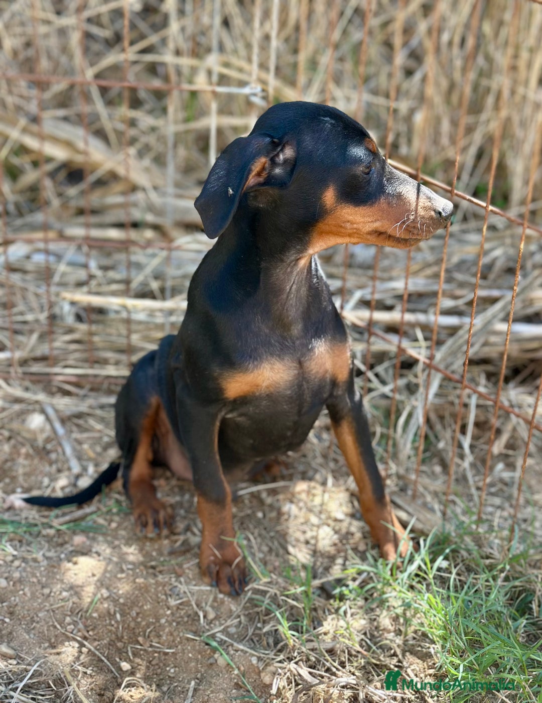Pinscher Alemán perros en venta: PINSCHER ALEMÁN OPORTUNIDAD - Imagen 3