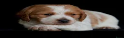 Épagneul Breton perros en venta: Spanish Bretón - Anuncio 1