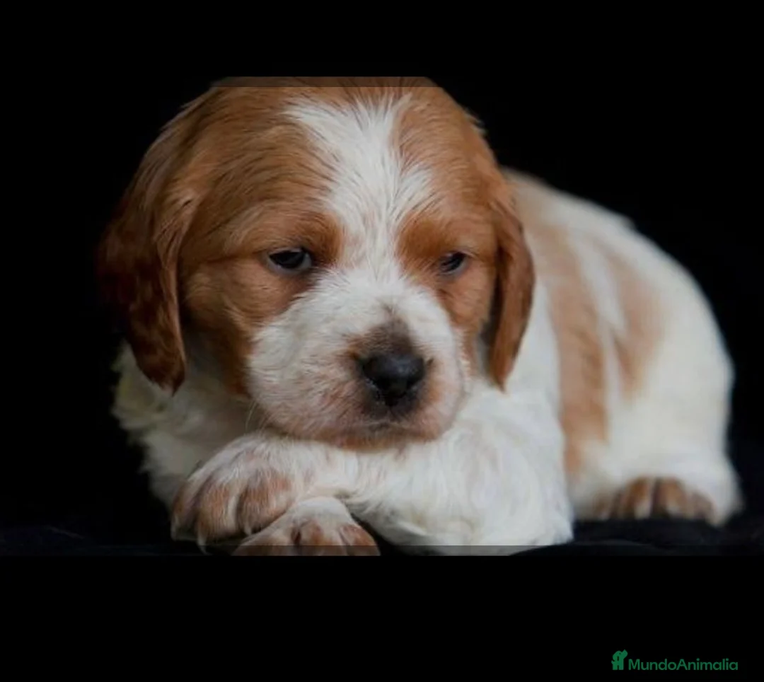 Épagneul Breton perros en venta: Spanish Bretón - Anuncio 1