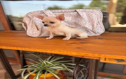 Chihuahua perros en venta: Chihuahua Hembra Toy  - Imagen 4