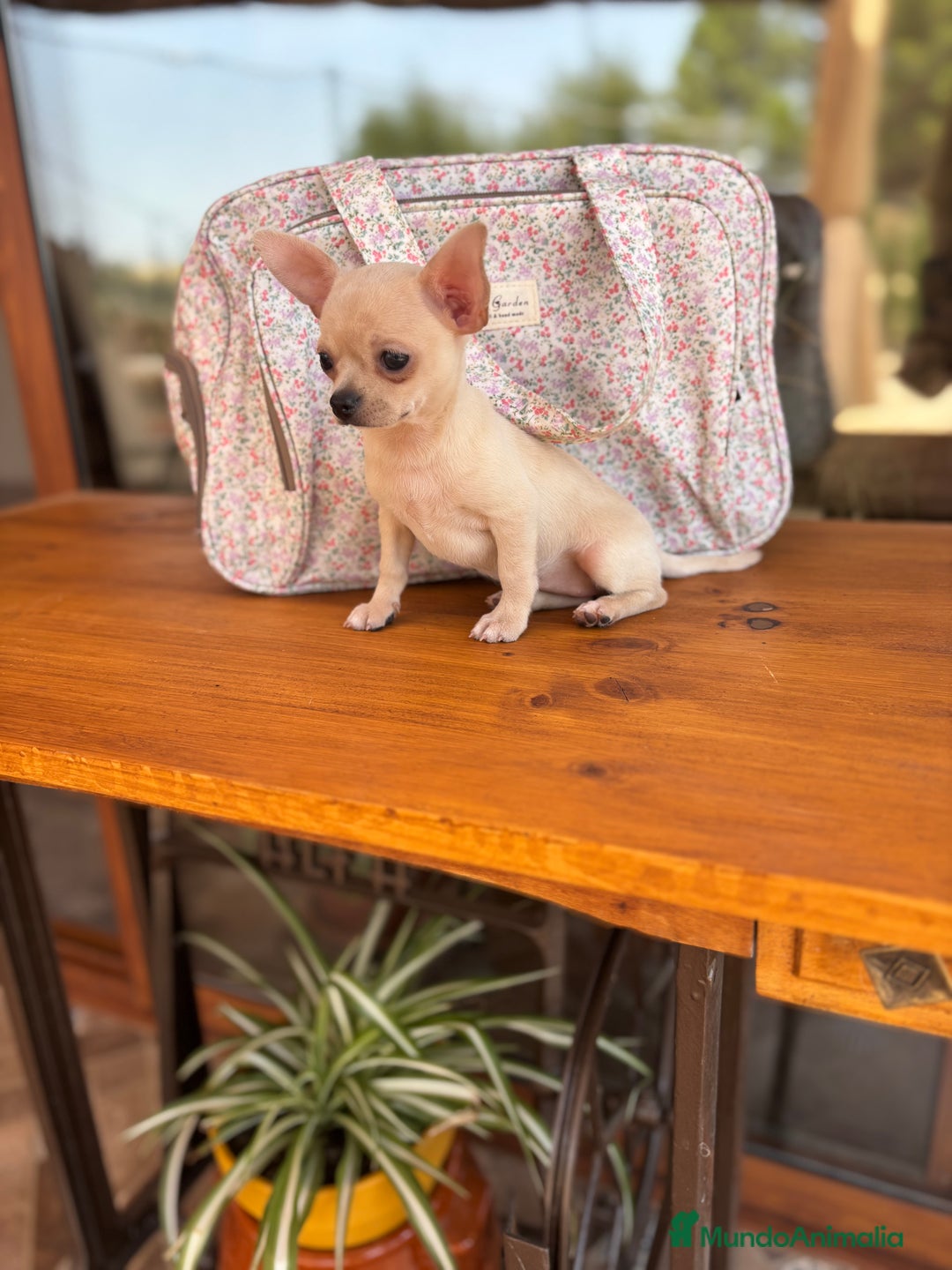 Chihuahua perros en venta: Chihuahua Hembra Toy  - Imagen 4