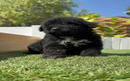 Perro de Agua Español perros en venta: PERRO DE AGUA ESPAÑOL MACHO - Imagen 8