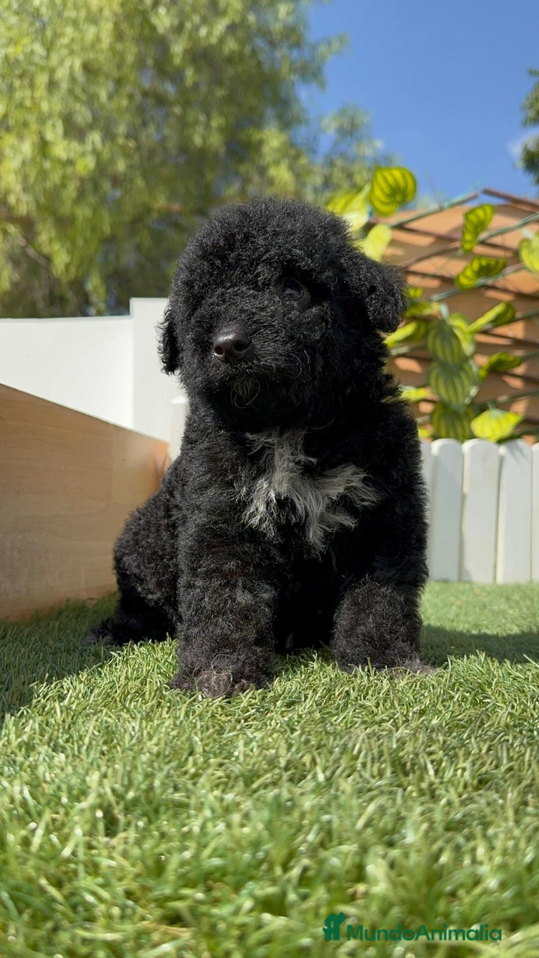 Perro de Agua Español perros en venta: PERRO DE AGUA ESPAÑOL MACHO - Imagen 8