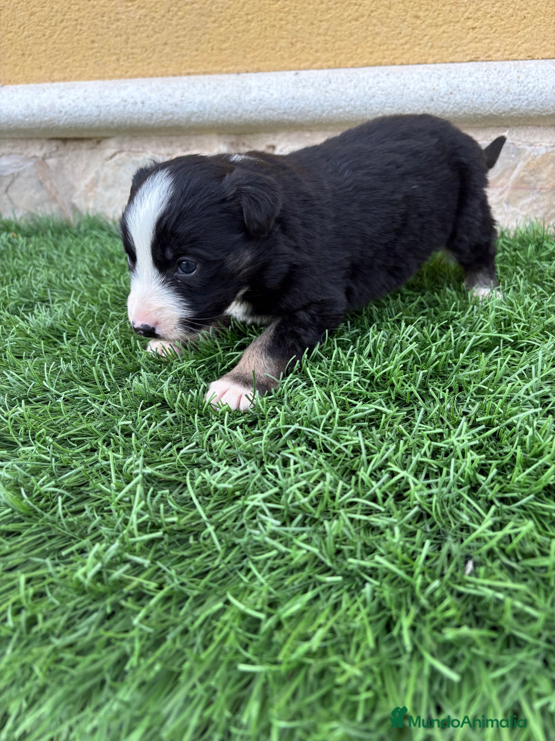 Border Collie perros en venta: Border Collie hembra negra blanca  - Anuncio 17